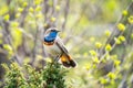 Closeup bird portrait of Blue throat, Luscinia svecica outdoors in the mountains during spring. Royalty Free Stock Photo