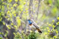 Closeup bird portrait of Blue throat, Luscinia svecica outdoors in the mountains during spring.