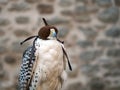 Falconry - bird in hood.