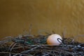 Closeup of bird`s egg with nest made of aluminum wires