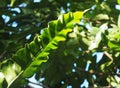 Closeup on bird`s nest fern, large green leaves tropical plants, under natural sunlight Royalty Free Stock Photo