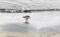 Closeup bird shot of a Dunlin on the beach in Iceland.