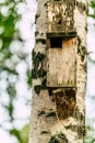 A Closeup of the Birdhouse on a Birch Tree on Early Sunny Spring Day Royalty Free Stock Photo
