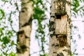A Closeup of the Birdhouse on a Birch Tree on Early Sunny Spring Day Royalty Free Stock Photo
