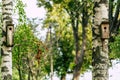 A Closeup of the Birdhouse on a Birch Tree on Early Sunny Spring Day Royalty Free Stock Photo