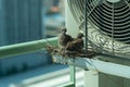 Closeup birds in a nest on the steel cage of air conditioner at the terrace of high condominium with blurred cityscape background