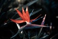 Closeup of Birds-of-paradise flower in the dark forest Royalty Free Stock Photo
