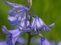 Common bluebell flower macro - Hyacinthoides non-scripta