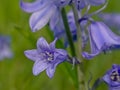 Common bluebell flower macro - Hyacinthoides non-scripta