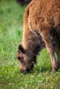 Closeup of a Bison Calf grazing on the pasture of Custer State Park in Black Hills, South Dakota Royalty Free Stock Photo