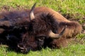 Closeup of a bison head Royalty Free Stock Photo