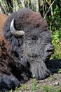 Closeup of a bison head sleeping in the summer Royalty Free Stock Photo