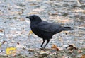 Closeup of a black American Raven in a leafy puddle