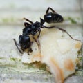 closeup black ant eatting