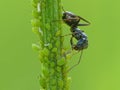 Black Ant Farming Aphids Royalty Free Stock Photo