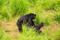 Closeup Black Bear Cubs Gambol on Grass in Zoo