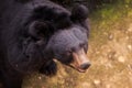 Closeup Black Bear Head Looks at Visitors in Zoo Royalty Free Stock Photo