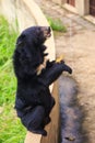 Closeup Black Bear Sits on Barrier Looks at Banana in Zoo Royalty Free Stock Photo