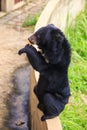 Closeup Black Bear Sits on Barrier Looks at Banana in Zoo Royalty Free Stock Photo