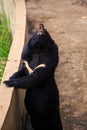 Closeup Black Bear Stands by Barrier Looks Upward in Zoo Royalty Free Stock Photo