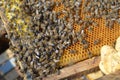 Closeup of black bees on the beehive at the daytime Royalty Free Stock Photo