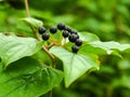 Black berries and leaves of common dogwood, Cornus sanguinea Royalty Free Stock Photo