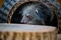 Closeup of a black Binturong sitting in a basket near a tree stump in a zoo Royalty Free Stock Photo