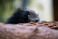 Closeup of a black Binturong sitting in a basket near a tree stump in a zoo Royalty Free Stock Photo