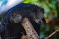 Closeup of a black Binturong sitting on a tree stump in a zoo Royalty Free Stock Photo