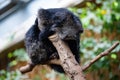 Closeup of a black Binturong sitting on a tree stump in a zoo Royalty Free Stock Photo