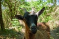 Closeup of a black and brown goat snout in nature. Macro portrait with horns