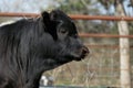 Black calf eating hay Royalty Free Stock Photo