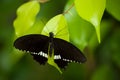 black butterfly on ficus leaves in a tropical green h Royalty Free Stock Photo