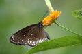 Closeup of a black butterfly perched on yellow flower