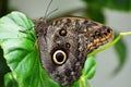 Black owl butterfly