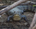 Closeup of Black Caiman Melanosuchus niger camouflaged by branches on riverbank, Bolivia Royalty Free Stock Photo