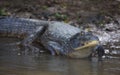 Closeup of Black Caiman Melanosuchus niger entering water from riverbank, Bolivia Royalty Free Stock Photo