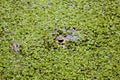 Closeup of Black Caiman Melanosuchus niger head camouflage under water Pampas del Yacuma, Bolivia