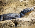 Closeup of a Black Caiman Melanosuchus niger sitting along banks of river with jaw open in the Pampas del Yacuma, Bolivia