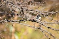 Closeup of a Black-capped chickadee bird, Poecile atricapillus camouflaged in dried tree branches Royalty Free Stock Photo