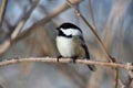 Closeup of a black-capped chickadee, Poecile atricapillus perched on a branch. Royalty Free Stock Photo