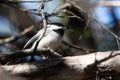 Closeup of a black-capped chickadee, Poecile atricapillus perched on a branch. Royalty Free Stock Photo