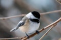 Closeup of a black-capped chickadee, Poecile atricapillus perched on a branch. Royalty Free Stock Photo