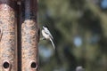 Closeup of a black-capped chickadee (Poecile atricapillus) perched on a bird feeder Royalty Free Stock Photo