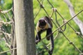 Closeup of a black capuchin monkey jumping on the ropes in the zoo Royalty Free Stock Photo