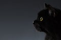 Closeup Black Cat Face in Profile view on Dark
