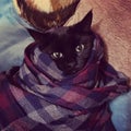 Closeup of a black cat with green eyes covered in a flannel blanket laying on a brown sofa Royalty Free Stock Photo