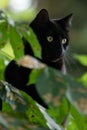 Closeup of black cat hiding behind the leaves of a chestnut tree Royalty Free Stock Photo