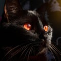 Closeup of black cat with red eyes