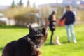 Closeup of black cat watching dog on grass Royalty Free Stock Photo